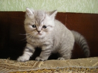 продам 2 шотландских котят  - Изображение #1, Объявление #636674
