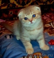 Питомник Home Bastet кошечка скоттиш-фолд  - Изображение #1, Объявление #650925
