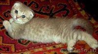 Питомник Home Bastet кошечка скоттиш-фолд  - Изображение #2, Объявление #650925