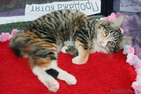 Котята породы курильский бобтейл - Изображение #3, Объявление #376637
