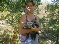 Продаю хорьков соболиного окраса от привитых и воспитанных родителей. - Изображение #4, Объявление #750615