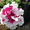 Продажа горшечных цветов к 8 марта \ Весенняя рассада цветов - Изображение #2, Объявление #3965