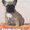 Продам щенков "Французского Бульдога" - Изображение #1, Объявление #9537