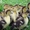 Мускусные утки (индоутки) - Изображение #1, Объявление #68691