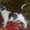 чихуахуа гладкошерстные щенки - Изображение #1, Объявление #72813