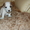 Продаём щенков Джек Рассел терьера (собака из к/ф «Маска») - Изображение #1, Объявление #122974