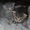 чудо-котята окрас Вискас от родителей чемпионов - Изображение #1, Объявление #154679