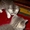чудо-котята окрас Вискас от родителей чемпионов - Изображение #2, Объявление #154679