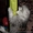 чудо-котята окрас Вискас от родителей чемпионов - Изображение #3, Объявление #154679