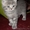 чудо-котята окрас Вискас от родителей чемпионов - Изображение #4, Объявление #154679