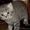 чудо-котята окрас Вискас от родителей чемпионов - Изображение #6, Объявление #154679