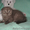 шотландские котятки-ребятки - Изображение #1, Объявление #175851