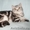 шотландские котятки-ребятки - Изображение #2, Объявление #175851