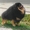 Шпиц щенки померанский - Изображение #2, Объявление #189797