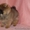 Шпиц щенки померанский - Изображение #1, Объявление #189797