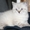 шотландские вислоухие, британские  котята из питомника - Изображение #1, Объявление #221649
