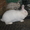 Продам чистопородных кроликов - Изображение #2, Объявление #225454