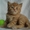 Чистокровные британские к/ш котята #234636