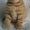 Чистокровные британские к/ш котята - Изображение #3, Объявление #234636