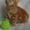 Чистокровные британские к/ш котята - Изображение #2, Объявление #234636