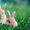 Племенные кролики.  Бельгийский великан-фландр. #245200
