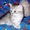 Британские котята оокрас ВИСКАС из питомника #269989