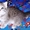 Британские котята оокрас ВИСКАС из питомника - Изображение #2, Объявление #269989