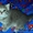 чудо-котята из рекламы ВИСКАС #273991