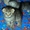 чудо-котята из рекламы ВИСКАС - Изображение #2, Объявление #273991