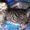 Британские котята оокрас ВИСКАС из питомника - Изображение #5, Объявление #269989