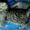 чудо-котята из рекламы ВИСКАС - Изображение #4, Объявление #273991
