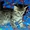 чудо-котята из рекламы ВИСКАС - Изображение #5, Объявление #273991
