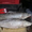 Продаю оптом деликатесную северную рыбу НЕЛЬМУ - Изображение #2, Объявление #267372