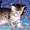 Элитные британские котята оокрас ВИСКАС из питомника - Изображение #8, Объявление #285580