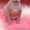 Котята донского сфинкса-голыши. - Изображение #1, Объявление #290097