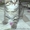 Элитные британские котята оокрас ВИСКАС из питомника - Изображение #9, Объявление #285580
