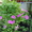 клумбовые растения - Изображение #5, Объявление #303759
