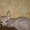 Котята донского сфинкса-голыши. - Изображение #2, Объявление #290097