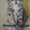 Котята мейн кун из питомника - Изображение #1, Объявление #283174