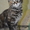Котята мейн кун из питомника - Изображение #2, Объявление #283174