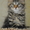 Котята мейн кун из питомника - Изображение #3, Объявление #283174