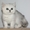 шотландские вислоухие, британские  котята из питомника - Изображение #4, Объявление #221649