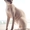 Котята донского сфинкса-голыши. - Изображение #3, Объявление #290097