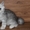 котята персидской шиншиллы - Изображение #2, Объявление #336069