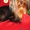 Выставочные щенки йоркширского терьра - Изображение #2, Объявление #329571