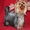 Выставочные щенки йоркширского терьра - Изображение #4, Объявление #329571