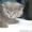 продам котят породистых - Изображение #2, Объявление #357235