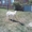 Продаётся дойная коза с 2 козлятами - Изображение #2, Объявление #370166