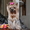 Продается щенок йорка-девочка - Изображение #1, Объявление #372377