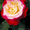 Розы саженцы голландские сорта - Изображение #1, Объявление #393177
